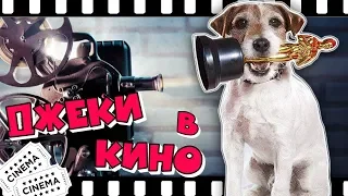 ДЖЕКИ В КИНО | Лучшие фильмы с Джек Рассел терьерами