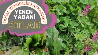 ÇEŞİTLİ OTLAR VE ÖZELLİKLERİ / Otları Tanıyalım / Yenen Yabani Otlar