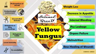 yellow fungus// What is Yellow Fungus// Symptoms // risk group