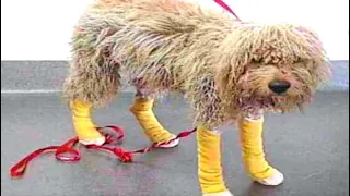 Бездомный тощий пес с трудом волочил поврежденные лапки – смотрел на людей и умолял о помощи