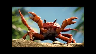 🦀CRAB SONG🦀