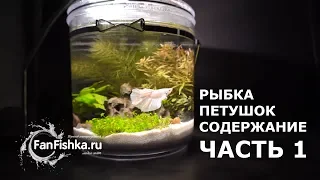 РЫБКА ПЕТУШОК - это видео рвет душу на лоскутки! ЧАСТЬ 1.