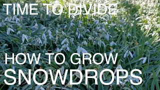 How to Grow SNOWDROPS