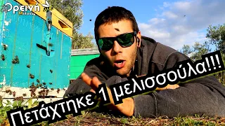 Μέλι Μέλι Μέλι!!!! Μαγικά πράγματα συμβαίνουν στα μελίσσια