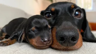 A day with my dachshund and puppies.