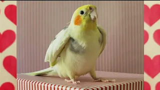 Cookie Cookie - very funny dj cockatiel - Happy Cockatiel Singing