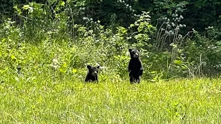 Mama bear and 3 cubs - Cades Cove, Smoky Mountain National Park