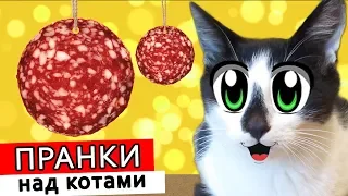 ПРАНКИ НАД КОТАМИ! КОТ И КОШКА МУРКА РАЗЫГРАНЫ! НОВЫЕ ПРИКОЛЫ! 4 СМЕШНЫХ ПРАНКА НАД ДРУЗЬЯМИ