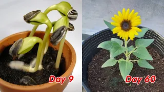 How to grow sunflower in pots at home, full update