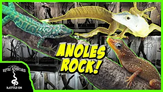 INCREDIBLE LIZARD REPTILE ROOM TOUR! (Herp Time's anoles)