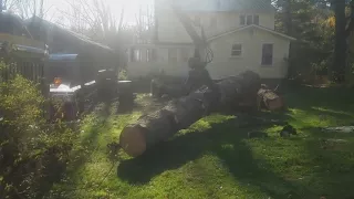 Dan loading a big white pine.