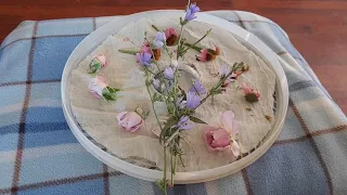 Chicory ID, Harvest, Processing