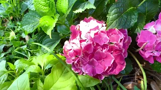 Pink Hydrangea in May, 2024