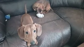 Dachshund puppies having fun please subscribe to my channel