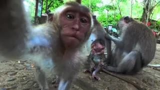 Лес обезьян. Убуд, о Бали, Индонезия. Sacred Monkey Forest Sanctuary