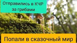 ТЕБЕРДА. ПОЕЗДКА В ГОРЫ ЗА ГРИБАМИ. НАШЛИ ЧЕРНУЮ ЛИСИЧКУ.