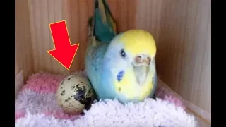 Woman Who Lets Her Bird Play With A Grocery Store Egg Gets The Surprise Of Her Life Days Later .