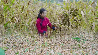 Chinese village girl, made Chinese food with Coix seed | 野小妹wild girl