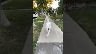 Dog doing catwalk