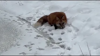 Alice the fox. The fox found a way to drink from the pond in winter.