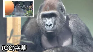 Gorilla converses with his human foster father after a long time. Gentaro｜Momotaro family