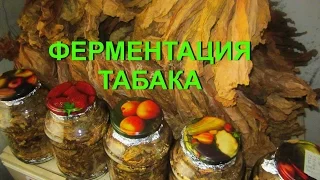 ДНЕВНИК ТАБАКОВОДА № 43  13.08. ФЕРМЕНТАЦИЯ ТАБАКА , ЧАСТЬ 1  ТАБАК