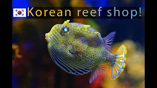 This Korean Aquarium Store IS TOO COOL !