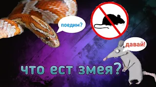 Что едят змеи? Чем кормить маисового полоза? Рацион питания змеи.