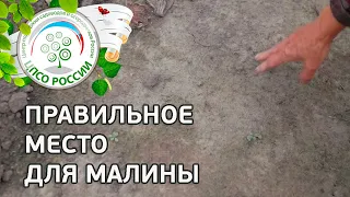 Выбор места для малины. Где лучше посадить малину.