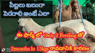 Sheep & Goat Farming Feeding System #goatfarmingbusiness #sheepfarmingbusiness