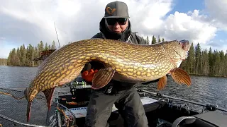 Jättihauki 127cm 13.33kg Täsmäheittämällä Lowrance LiveSight. Giant Pike with Lowrance LiveSight