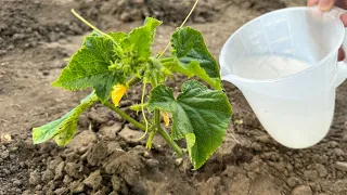 After planting the cucumbers, water them with this solution. Strong plants and a rich harvest