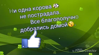 Как мы пасём коров 🐄