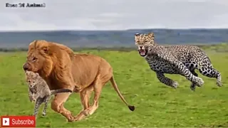 Epic battle fo Animal 2019 Mother cheetah try rescues the cubs from Lion