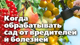 Сроки обработки сада от весны до осени. Советы биолога