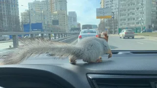 Наглядный пример прогулки с Белкой 😎 #youtubeshorts #funny #squirrel #fun