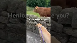 My dog meets a cow for three first time 🐶 🐮 #cutepuppy