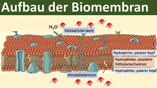 Biomembran - Aufbau und Funktion [Biologie, Oberstufe]