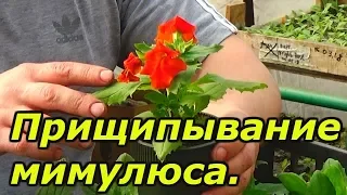 МИМУЛЮС - выращивание красивого цветка!