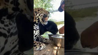 Leopard And Black Panther Eating Together RAW Meat | wild | cheetah