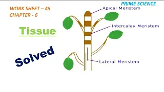 Worksheet 45 ॥ Tissue ॥ Class 9th ॥ English Medium