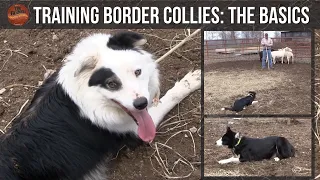 Training Border Collies (The Basics)