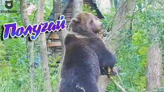 Месть березе. Она думала я все забыл...но я все помню🐻😠