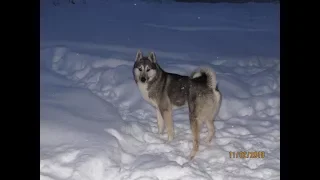 Соболь не ищи Тайну