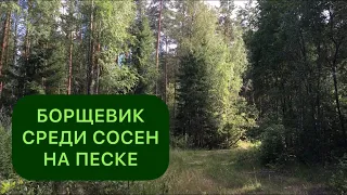 БОРЩЕВИК СОСНОВСКОГО В СОСНОВОМ ЛЕСУ