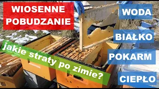 Pobudzanie wiosenne pszczół wg prawa rozwoju