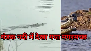 यहाँ नदी में देखा गया मगरमच्छ, विडियो हुआ वायरल ?