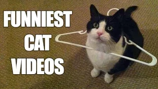 *Try Not To Laugh Challenge* Funny Cats Compilation | Best Cat Videos 2016