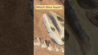 FOSSIL digging!! Which Dino it is? #shorts #shortsfeed #shortsviral #shortsvideo #short #dinosaur