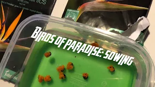 Sowing: Birds of Paradise Seeds